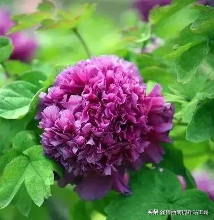 牡丹十大品种九大花系,牡丹进口品种图片及名称