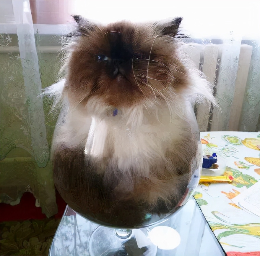 众所周知的猫咪,猫咪是液体也是固体