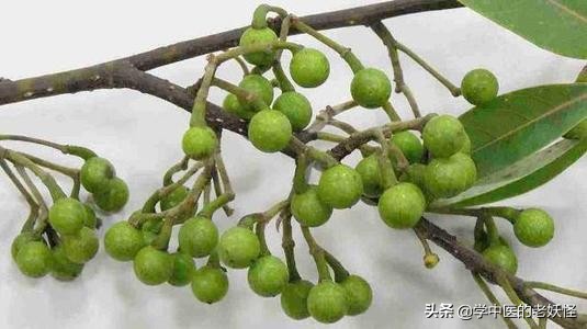 中药胡椒和食用胡椒区别,每日一中药