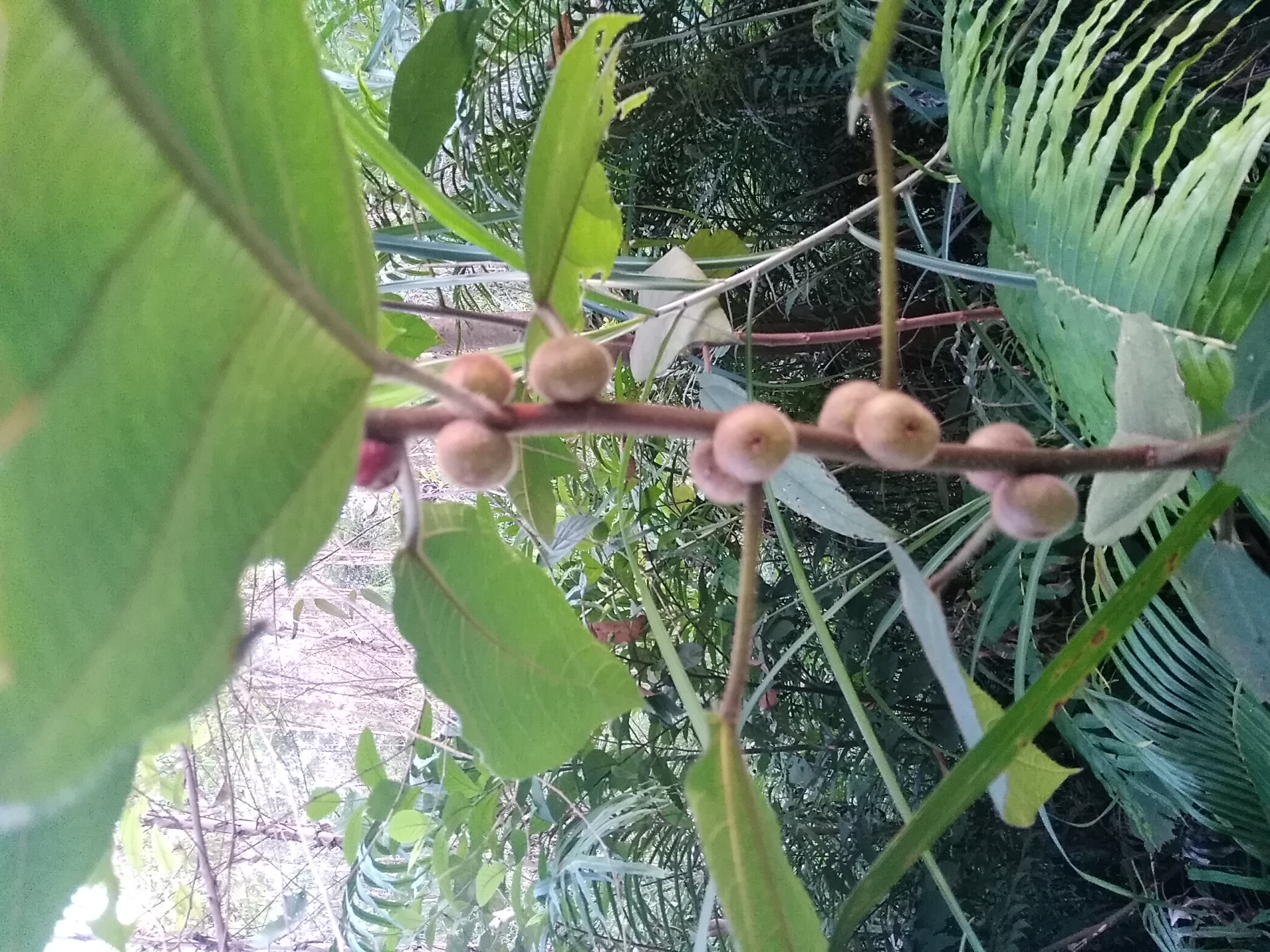 它像桃不是桃，全身长有毛，一掐流“牛奶”，根皮煲汤最养生