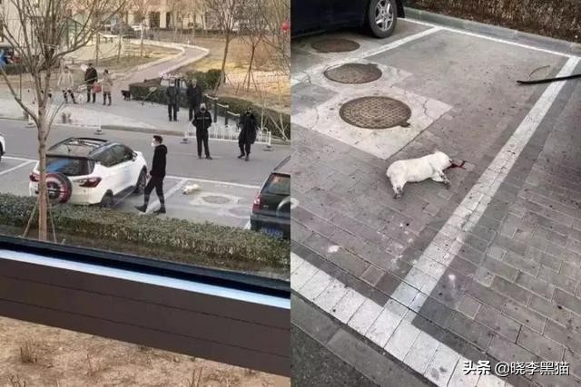 养猫家庭新冠对策全知道，别再听信谣言，也别再想当然了