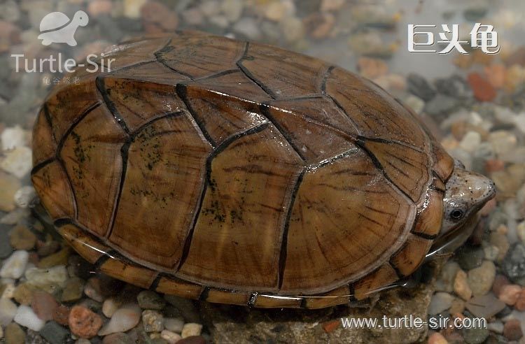 如何养出高品质巨头蛋龟,蛋龟之王窄桥蛋龟怎么养殖