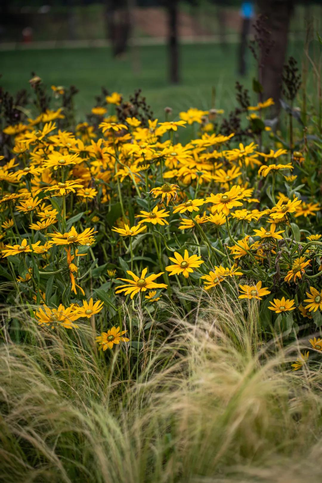 西安花海小森林,西安周边适合郊游野餐的地方