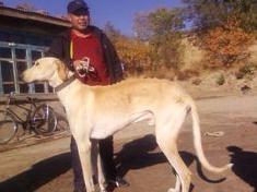 中华神犬和哮天犬的区别,当年的中华神犬为什么不养哮天犬