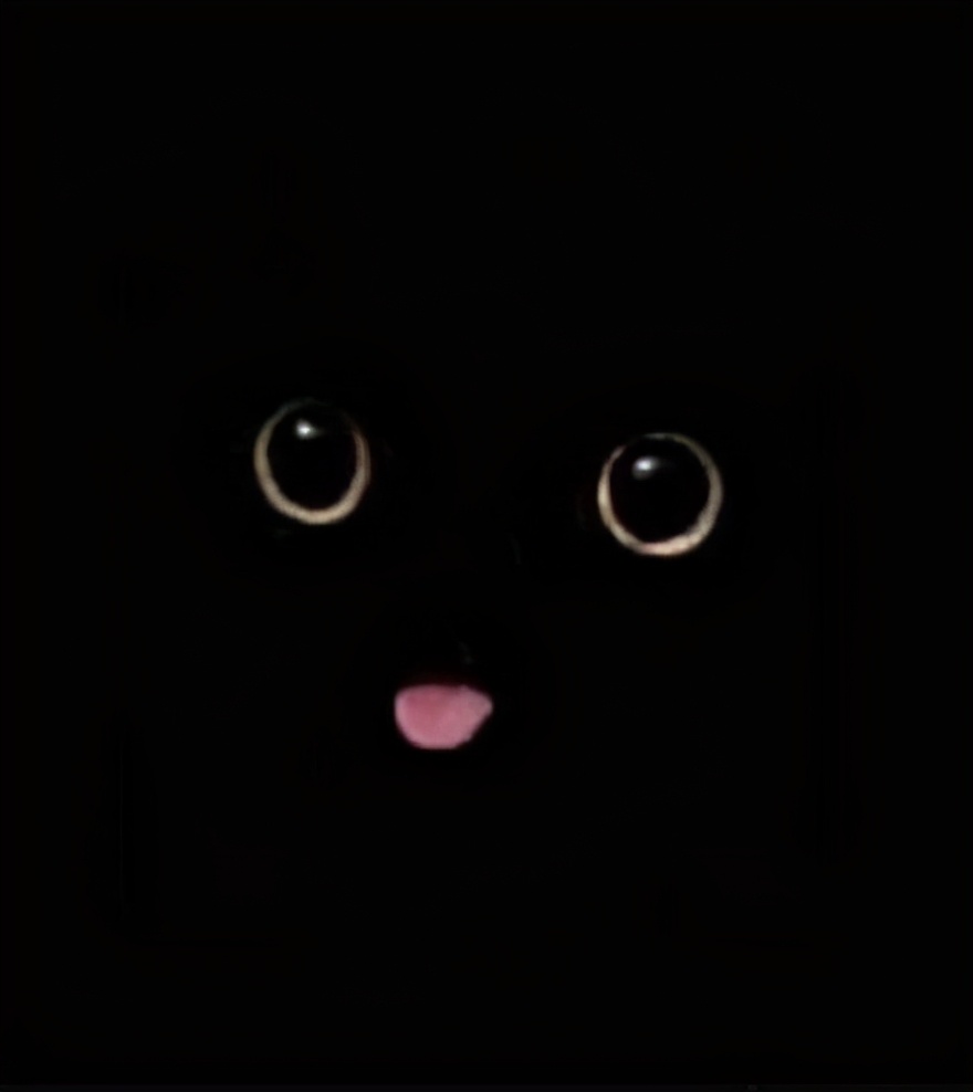 谁说黑猫不能带来好运,为什么都说黑猫不吉利