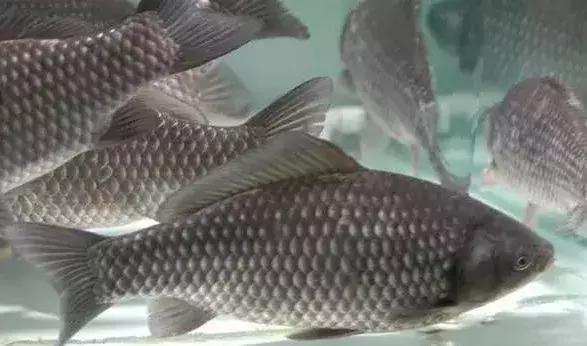 鲫鱼鳃出血能用石灰吗,鲫鱼鳃出血怎么预防