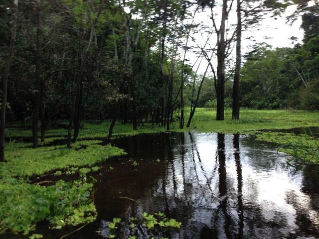 怎么给观赏鱼投喂饲料,观赏鱼投喂活食
