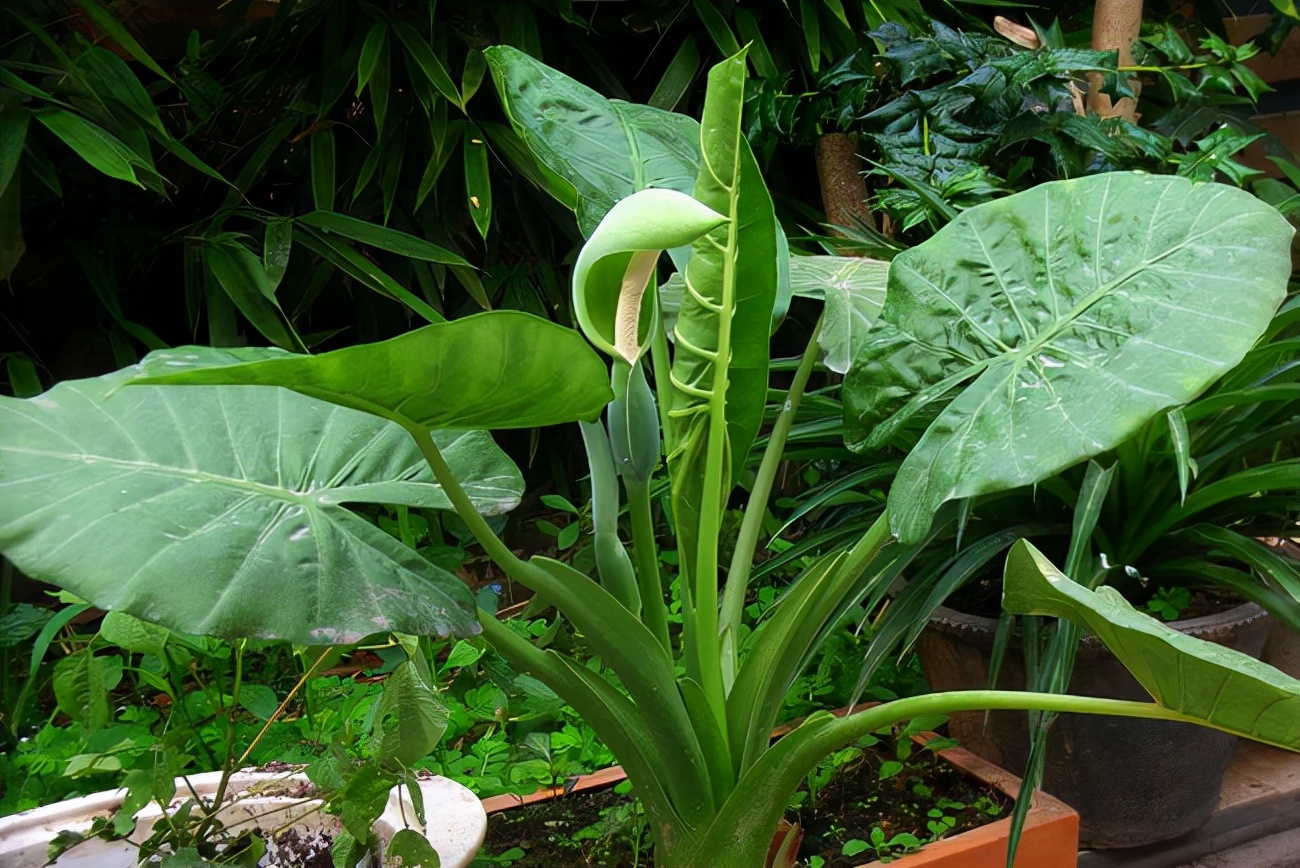 一帆风顺花有毒吗对小孩有影响吗,气味对身体有害的盆栽花卉