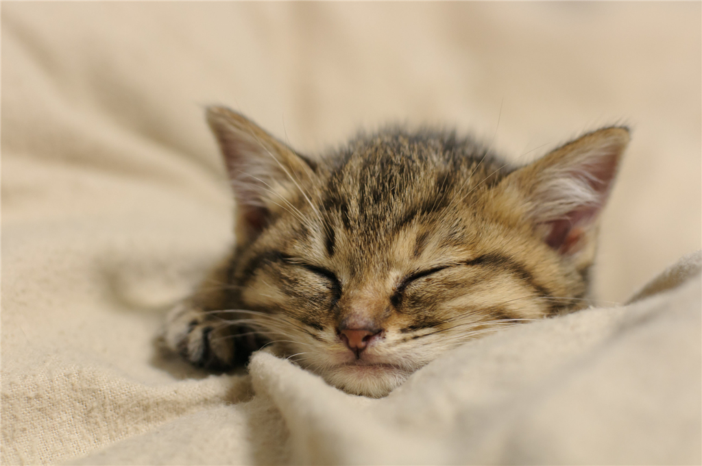 刚带回家的小猫咪，它不吃东西如何是好，铲屎官试试这3招