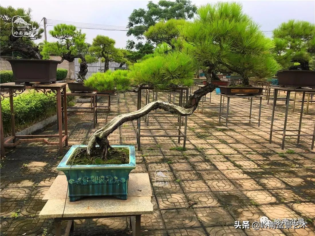 山松马尾松盆景,盆景大师郑永泰有书吗