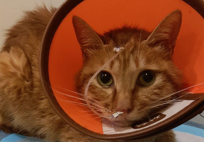 爱猫体检后发现白细胞增多就是有疾病？主因是猫压力过大