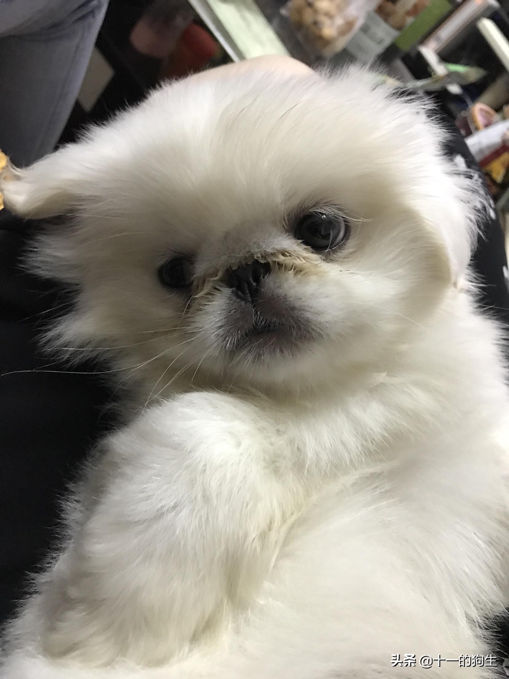 犬瘟热幼犬的10个征兆,幼犬得了犬瘟热会传染人吗