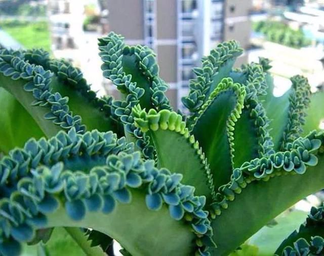 一根枝掉地上都能活，没几天就重新冒一棵出来，年年长成一大簇