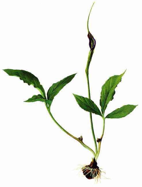 浅说中药材半夏,半夏中药材品种