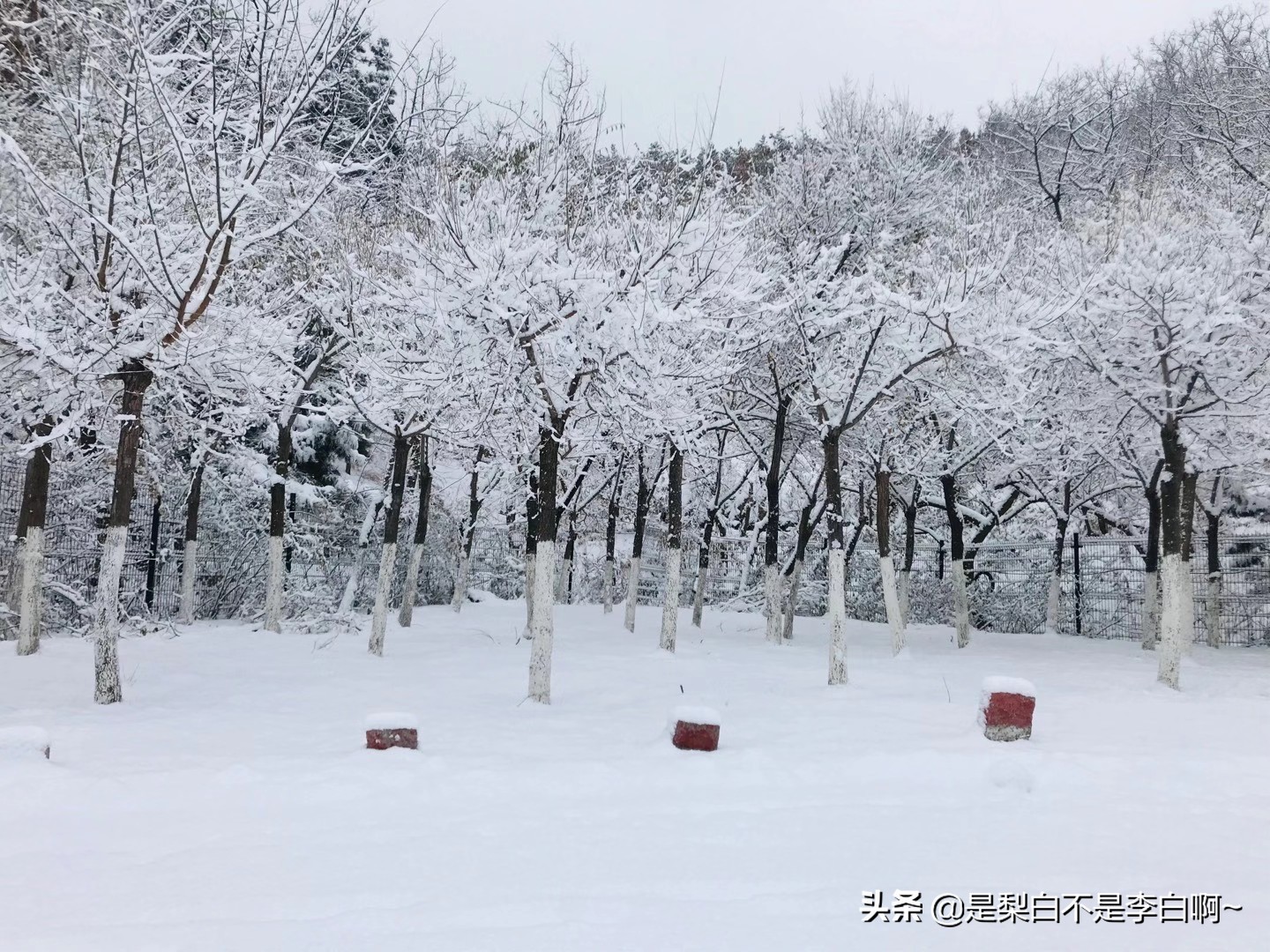 胶东大集：裹着糖的油果，十里飘香的猪头肉，最般配的羊汤和油条