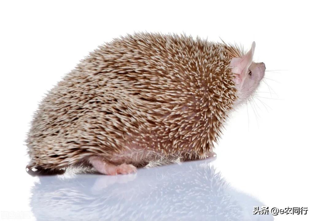 鍐滅敯濡備綍棰勯槻鍒虹尙,閲庡鎹＄殑鍒虹尙鑳藉吇涔堢姱娉曚箞