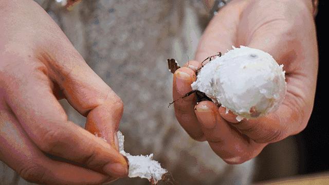 云南最好吃的芋头,风味原产地云南的味道