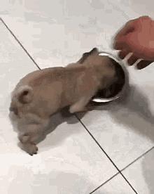 狗狗吃饭急得不得了,狗狗生病不吃饭的各种症状