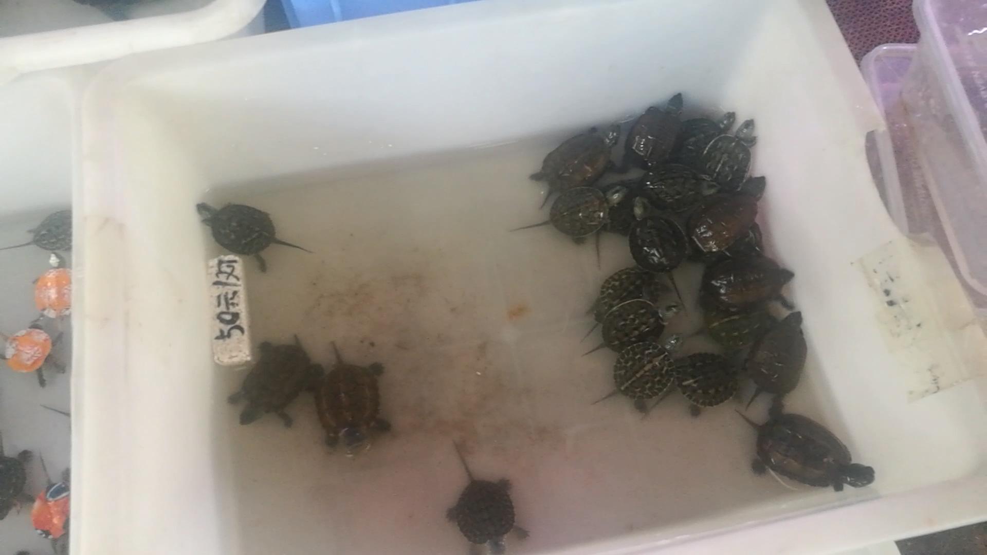 2020年北京观赏鱼批发市场夜市,观赏鱼夜市北京