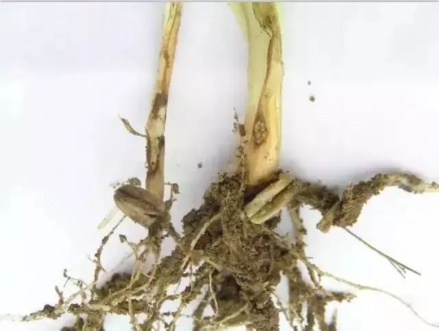 小麦发黄死苗用什么药治疗,小麦发黄有死苗什么原因怎样治