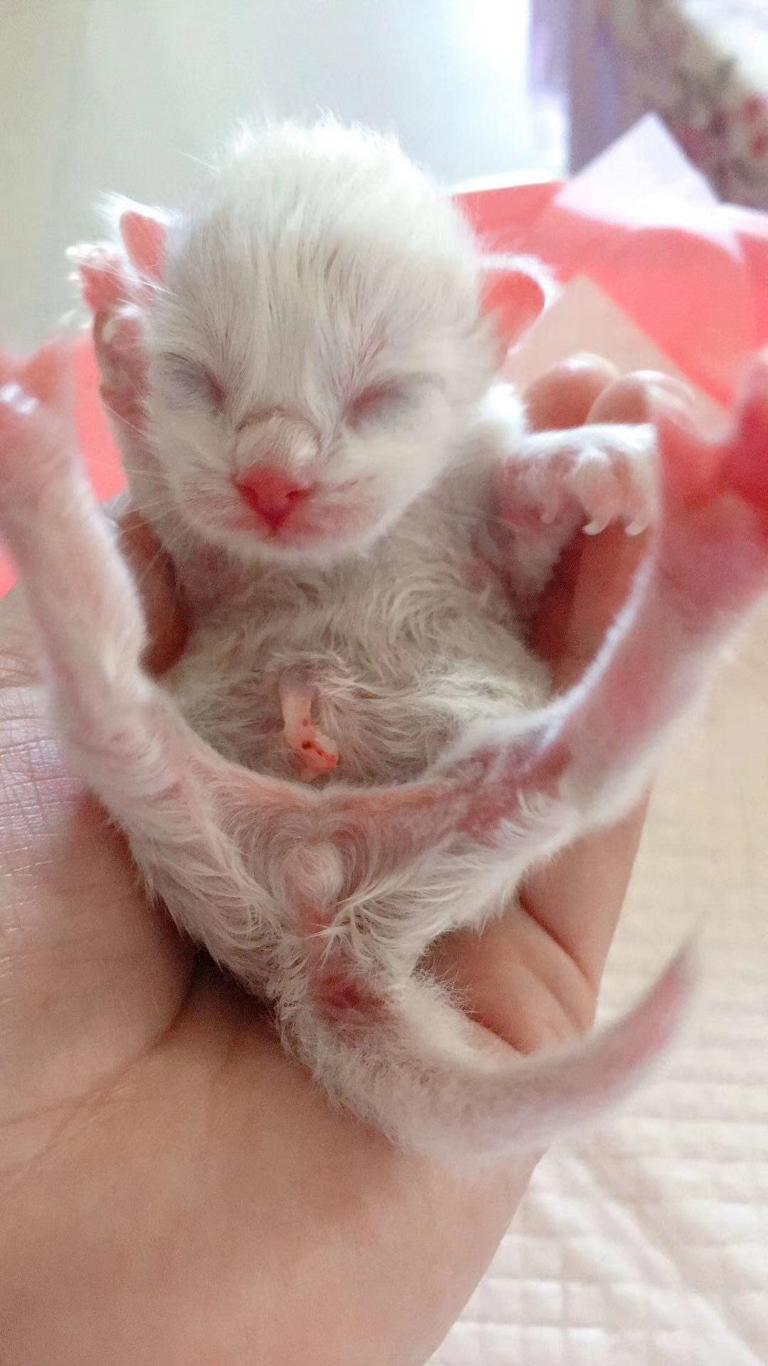 猫咪怀孕了有哪些表现,猫咪怀孕有什么症状表现