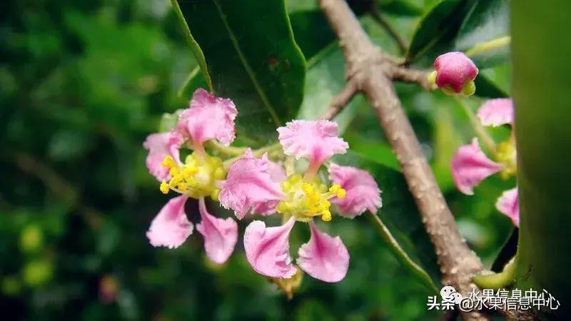 针叶樱桃不是樱桃,针叶樱桃与山樱桃一样吗