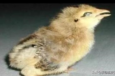 老兽医:鸡群10种异常呼吸音“一病一图”汇总,建议养鸡人看看