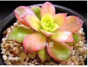 长寿花属多肉类植物,多肉类植物有哪些