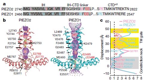 冷冻电镜最新研究,冷冻电镜研究成果涌现