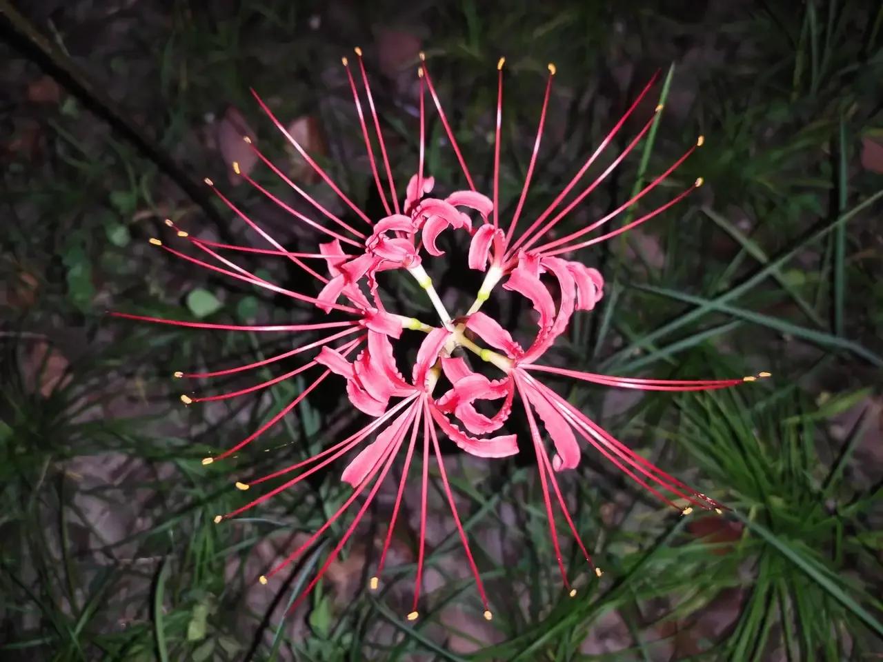 曼珠沙华和曼陀罗哪个有毒 (曼珠沙华可以在室内种吗有毒吗)