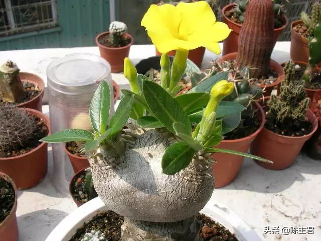 十大最贵法师多肉排行榜,玉露多肉最贵多少钱一棵