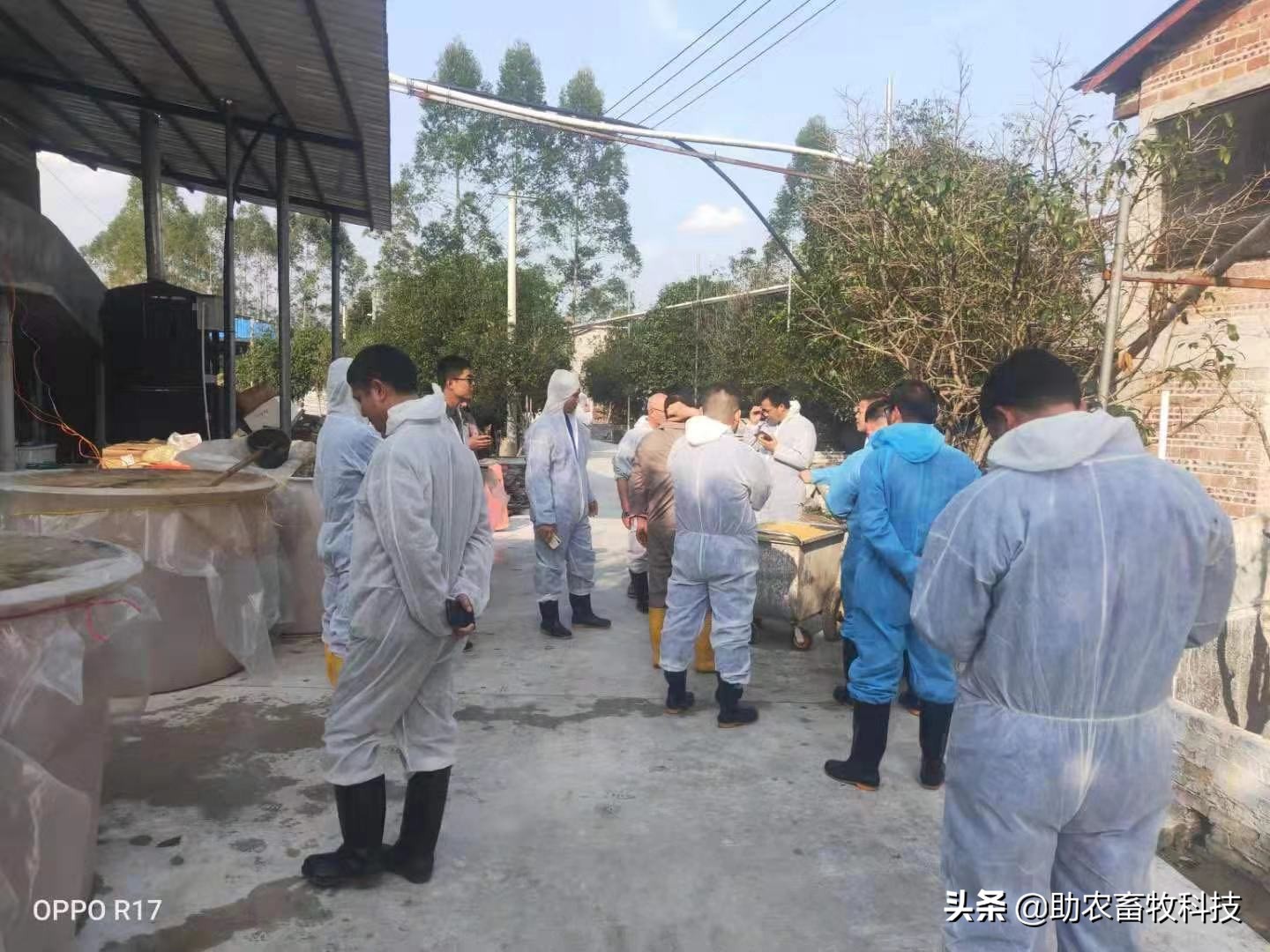 非洲猪瘟采用中草药的配方和运用方法推荐