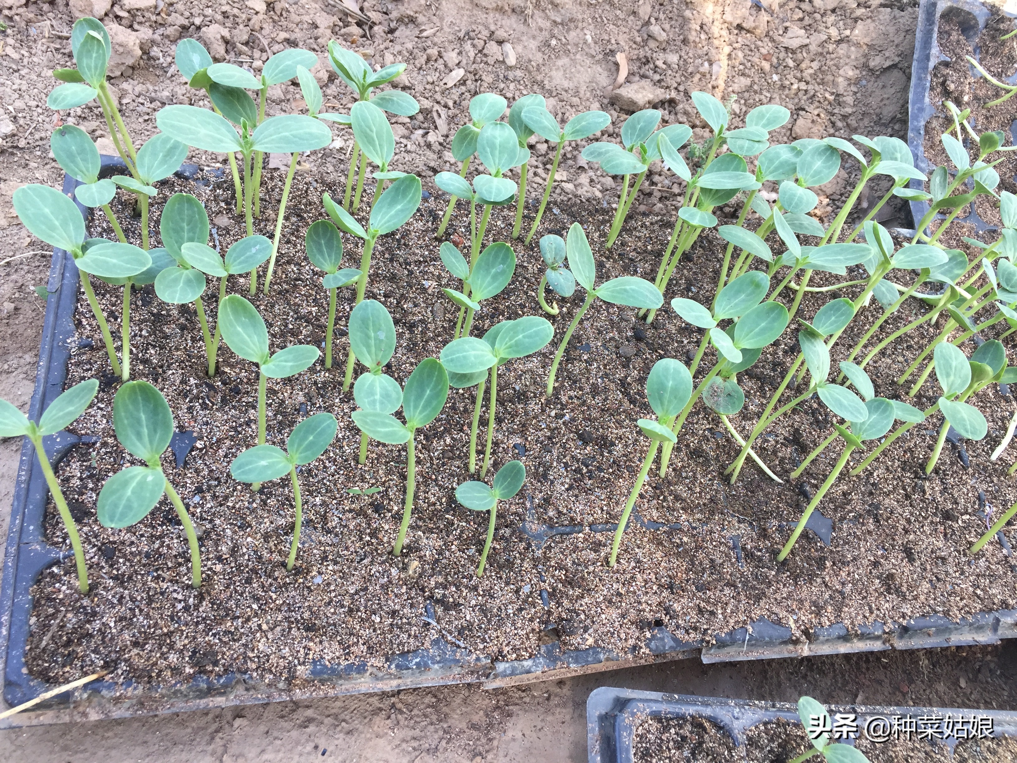 育苗菜怎么避免徒长,蔬菜徒长的最佳方法