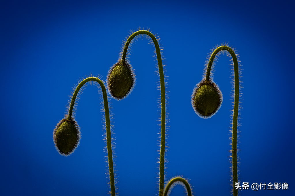 北京国际鲜花港门票优惠,北京国际鲜花港夏天