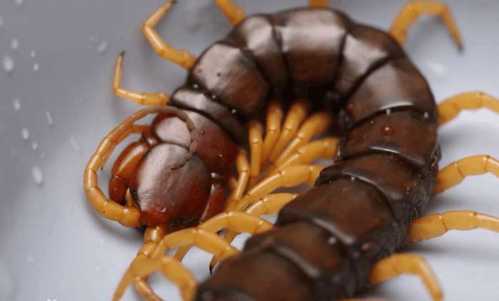 世界上最毒的蜈蚣排行,毒蜈蚣十大排行榜