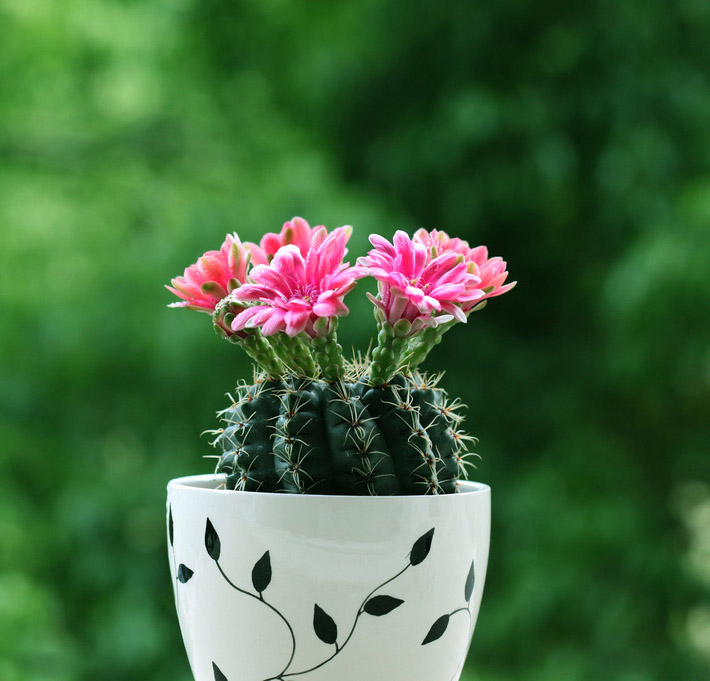 浇水过多死的植物,最容易浇死的6种花