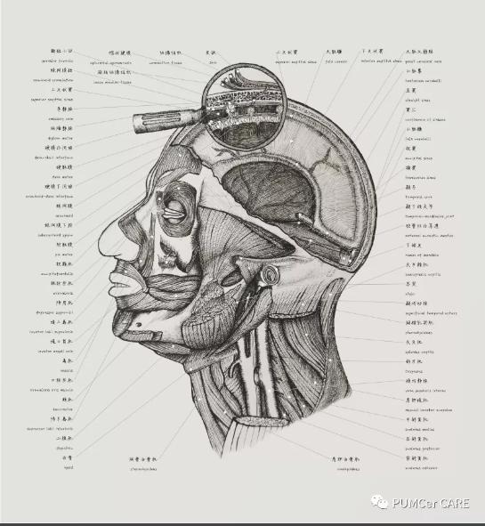 灵魂画手！协和医学生手绘器官解剖图，极具艺术美感，走红网络！