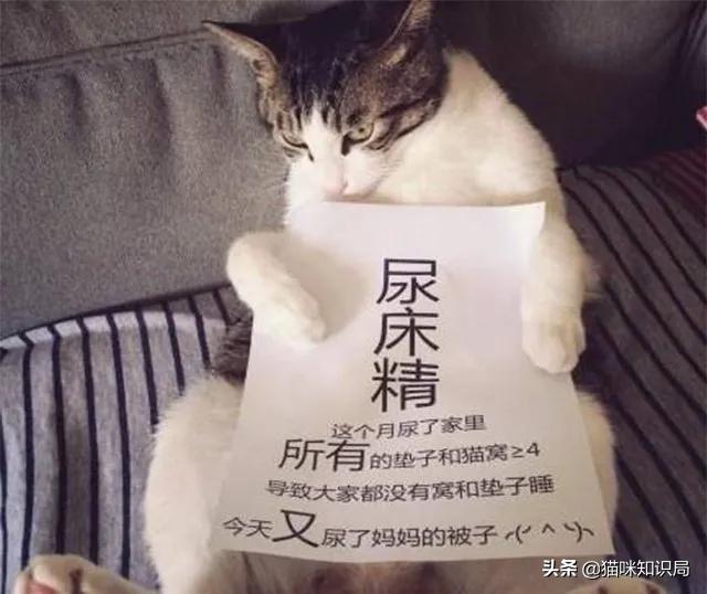 猫咪乱尿是泌尿系统出问题了吗,猫咪从不乱尿突然乱拉咋回事