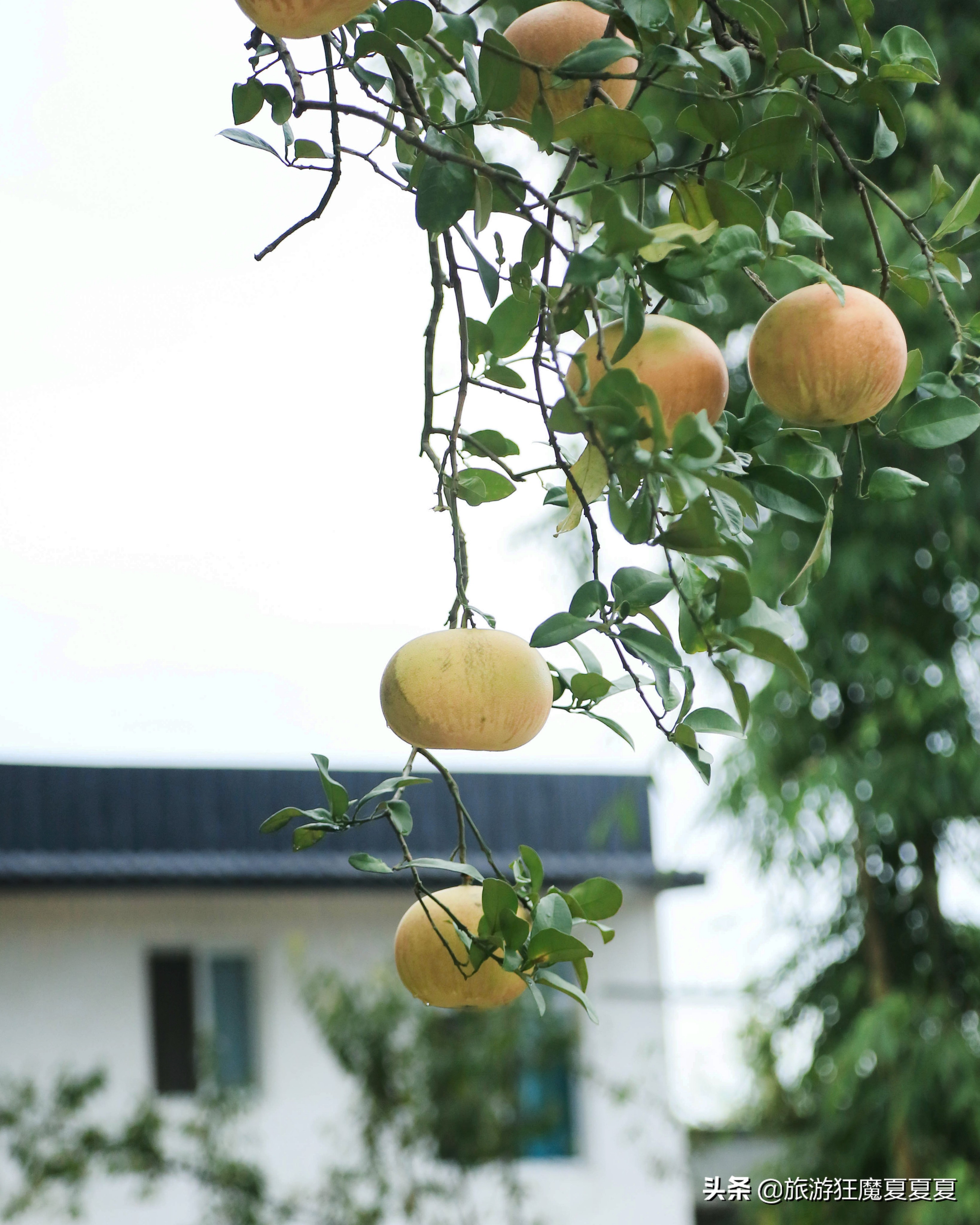 成都市龙泉驿区红旗村,成都市红旗村