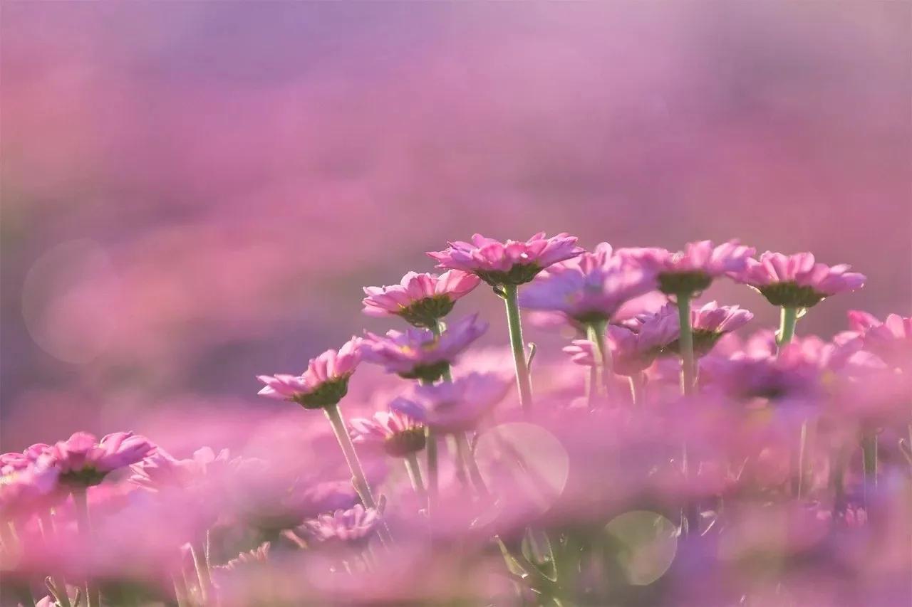 描写早春和晚春的景色,景物描写随笔春