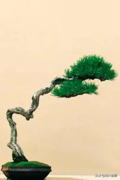 文人树盆景，宣泄一种情绪，吐露一种幽愤