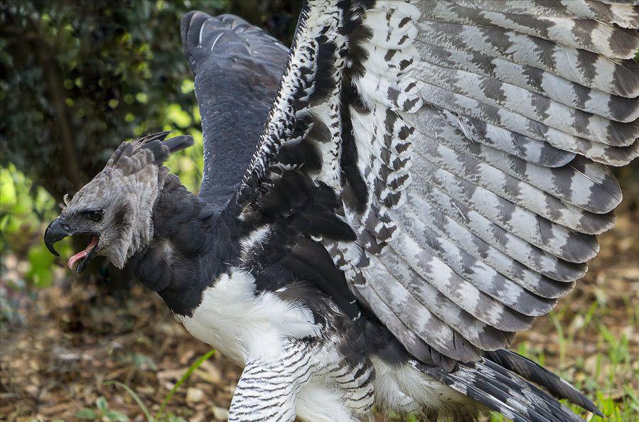 世界上最凶猛的鸟角雕,金雕最怕的天敌鹰隼捕杀金雕