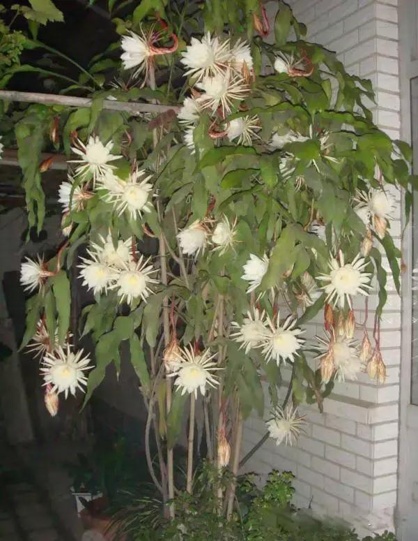 献给那些养花每次都养死的人文案,一直养死花但从未放弃养花