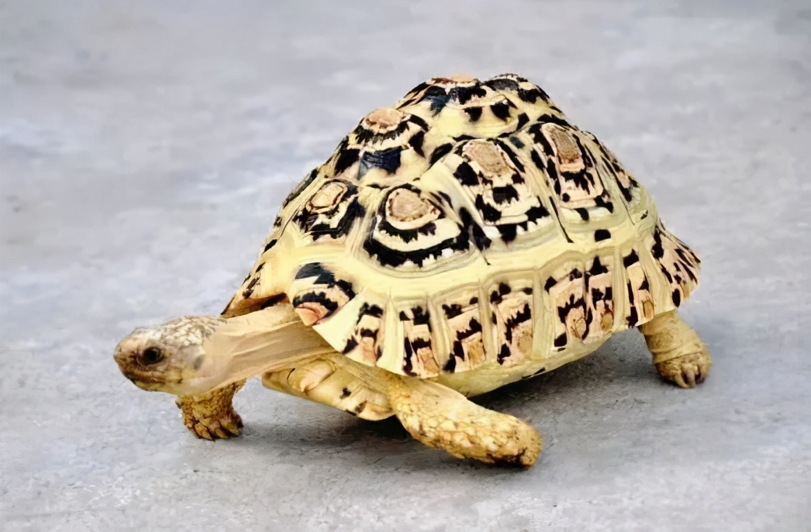 龟类纪录片,龟类图片