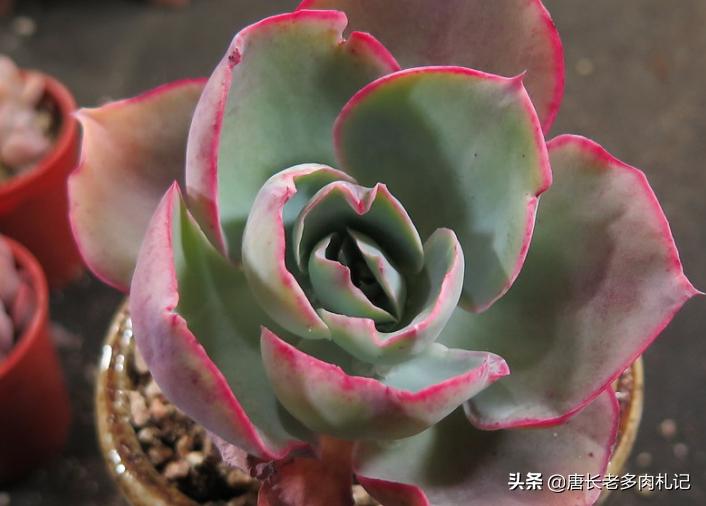 有一种神秘的多肉叫达芬奇密码，它的叶片卷卷的，出状态则仙仙的