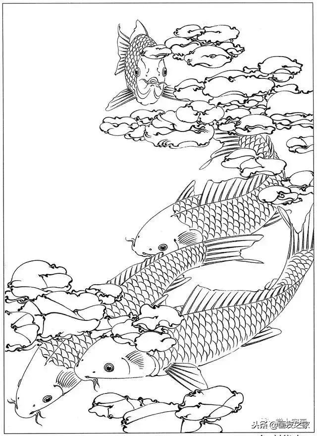 白描荷花鱼线稿图片,白描动物鱼图片大全