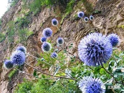 画说回龙观,北京最漂亮的森林公园