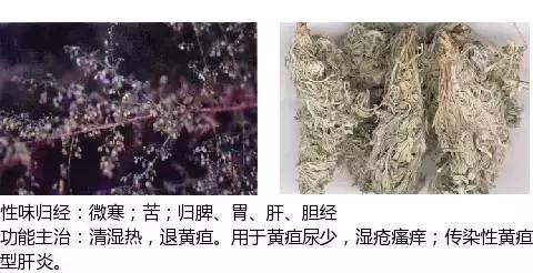 常用中草药名称大全图片及药效,常用中草药药效大全