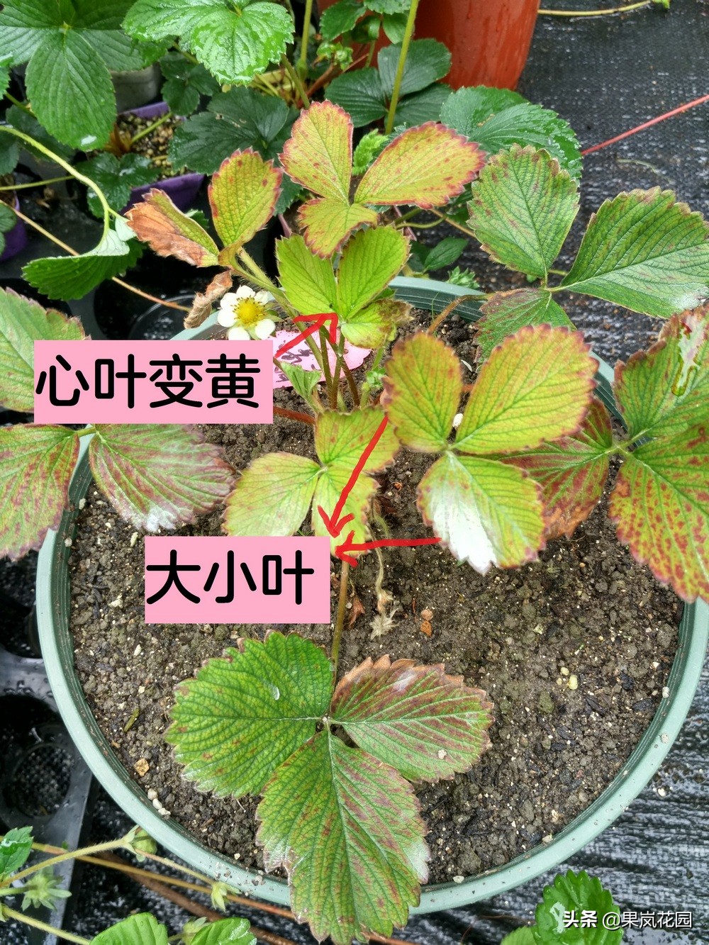 草莓枯萎病症状,草莓枯萎病的症状和治疗方法