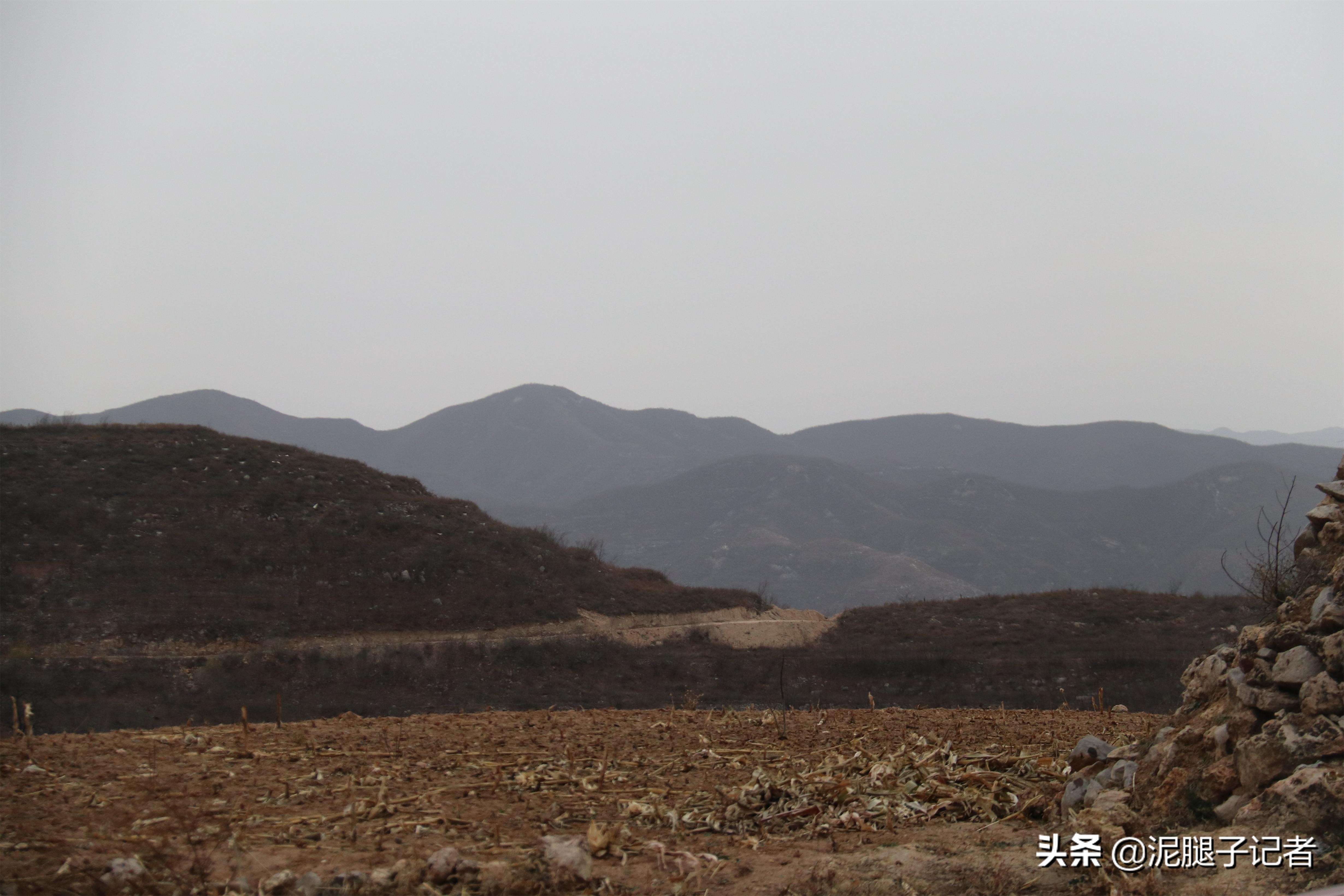 深山老屋无人采摘柿子,柿子红透了却无人采摘